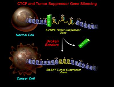 CTCF and Tumor Suppressor Gene Silencing
